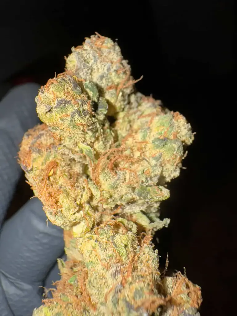 All Grapes