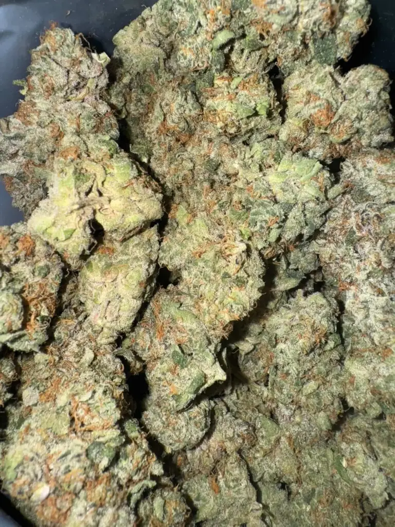 Gelato 41 × Coffin Candy