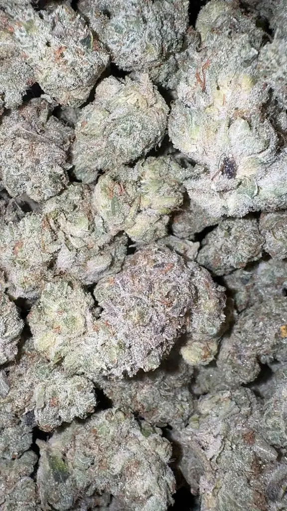 GMO Rootbeer x Black Maple