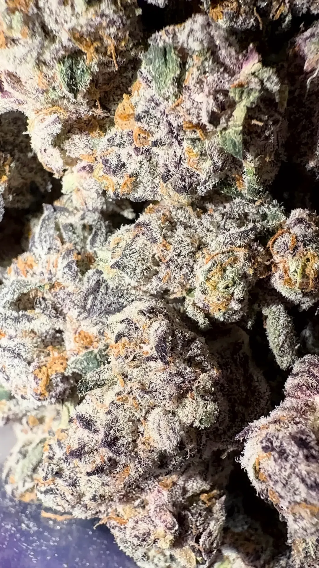 Frosty(indica)