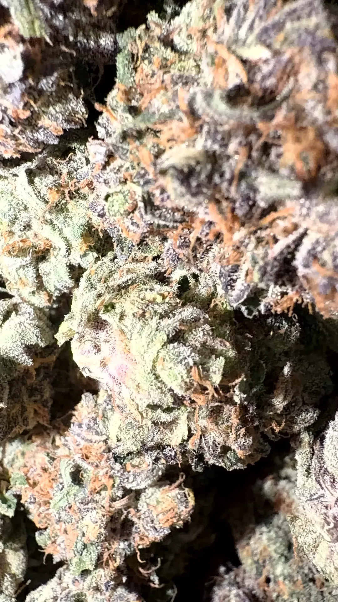 Candied Oranges     (Sativa) (1/4)