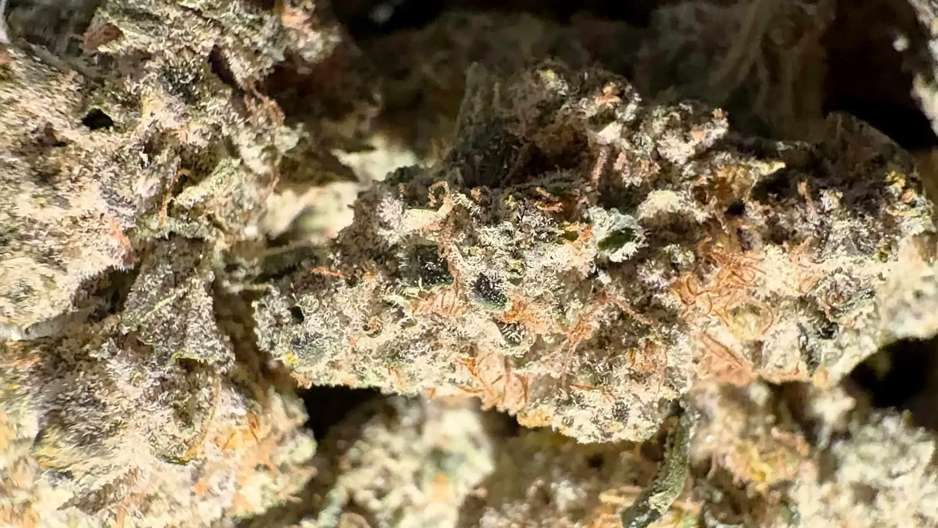 Point Break(sativa)