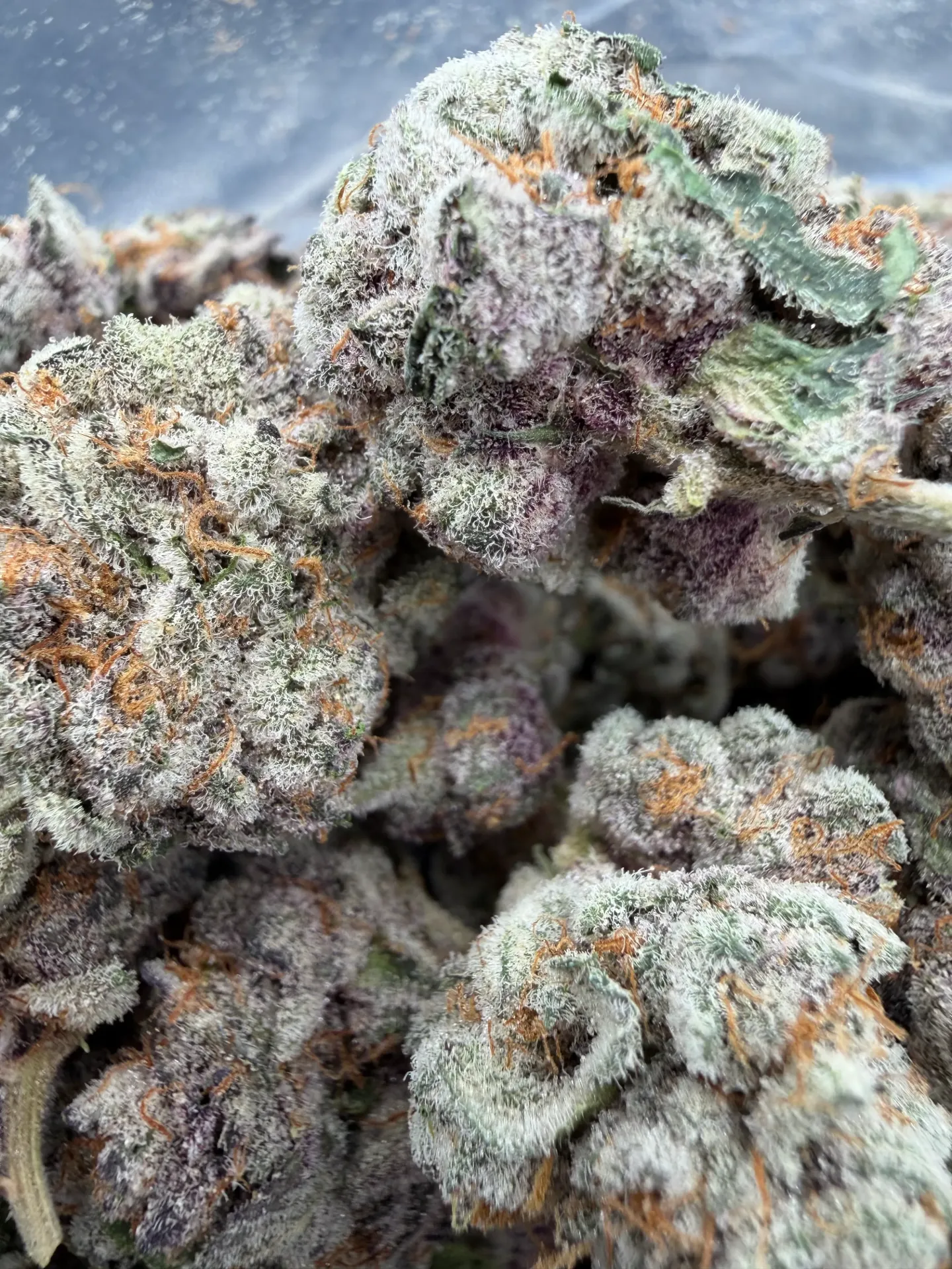 Super Buff Cherries (sativa)