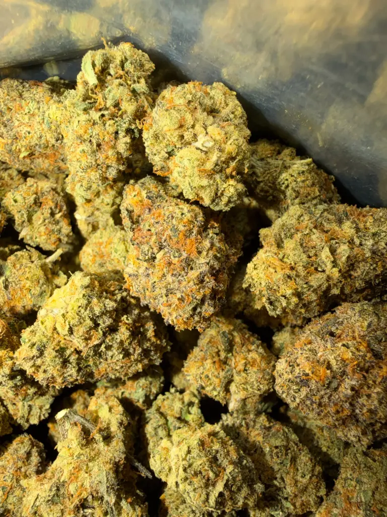 Gelato 41 x Coffin Candy