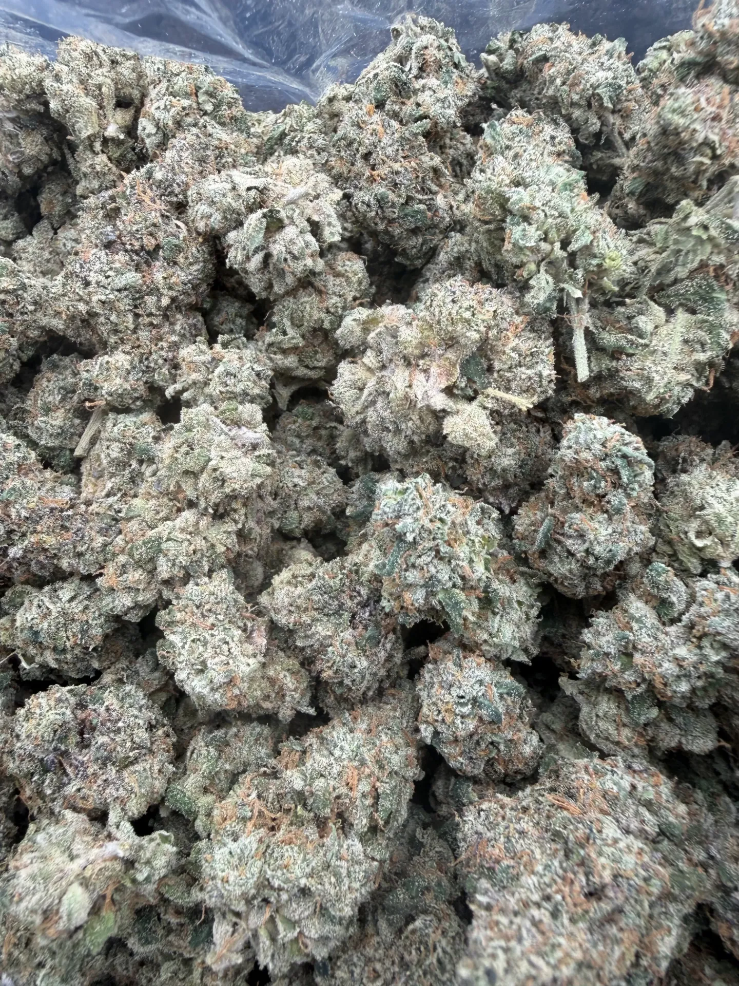 Sherb Cream Pie ( Hybrid) (14grams)