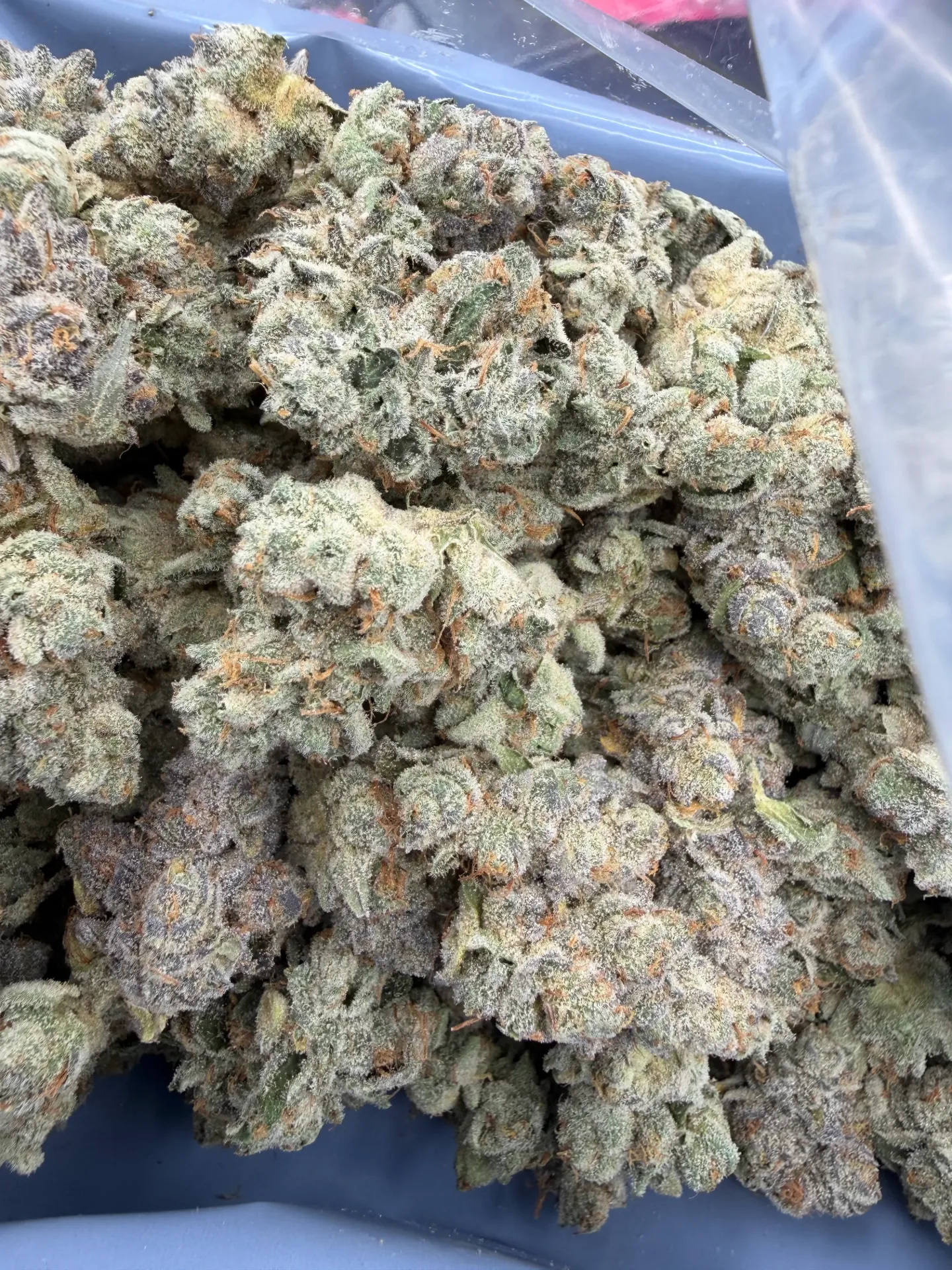 Animal Tsunami !    (Hybrid) (1/4)