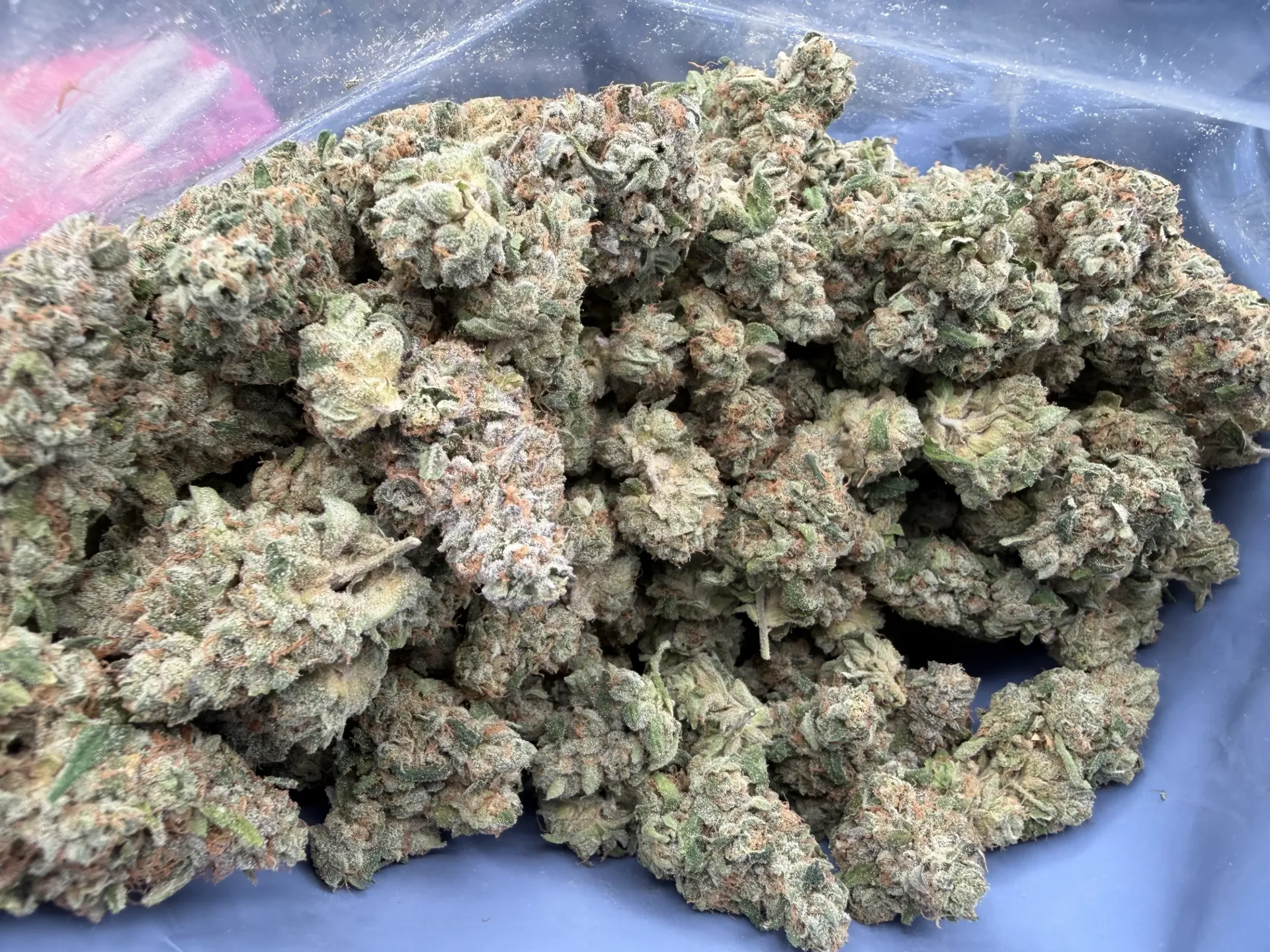 Rainbow Pushpop  (Indica Leaning Hybrid) (1/4)