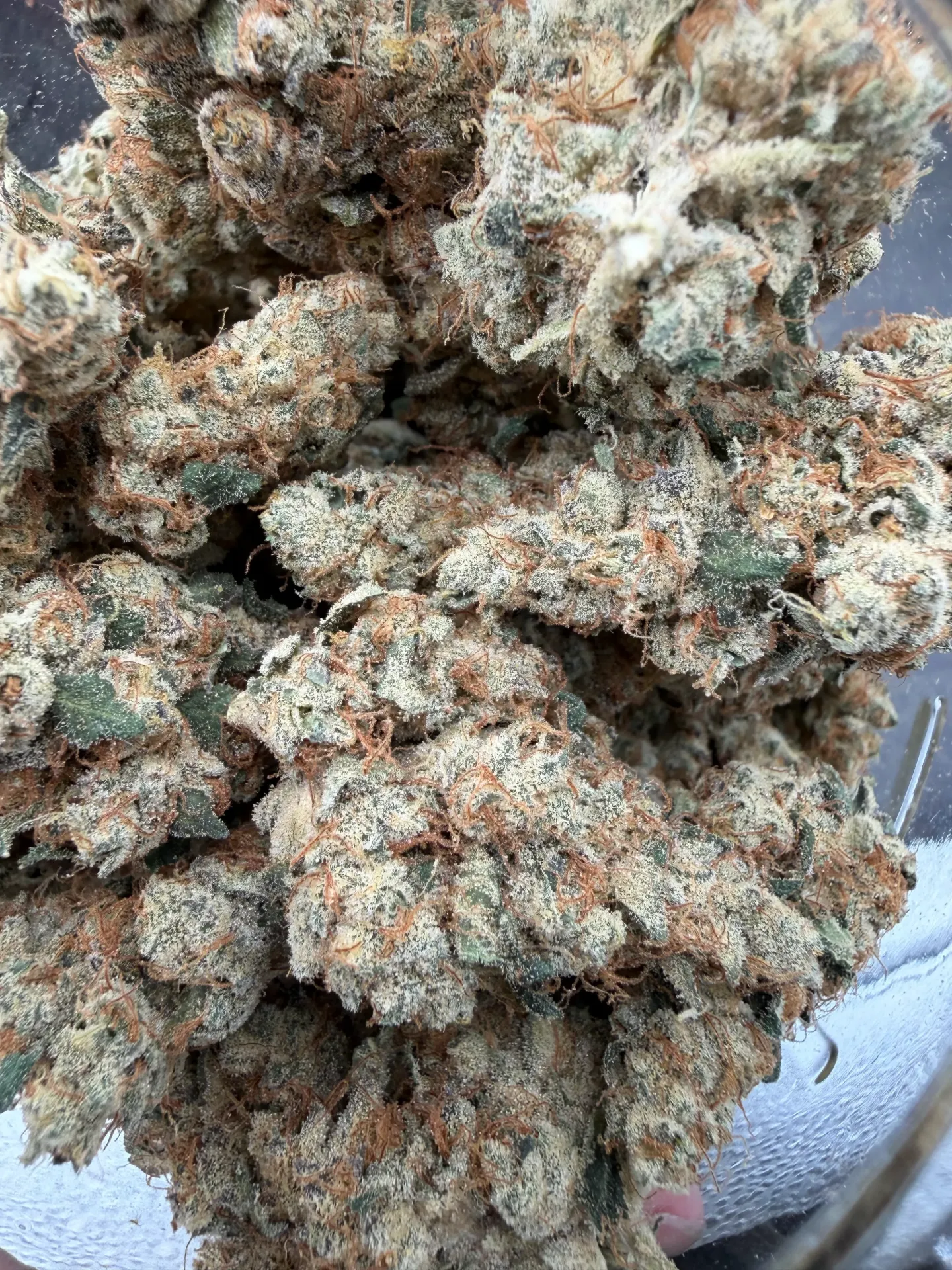 Garlic Cocktail (Hybrid) (1/4)