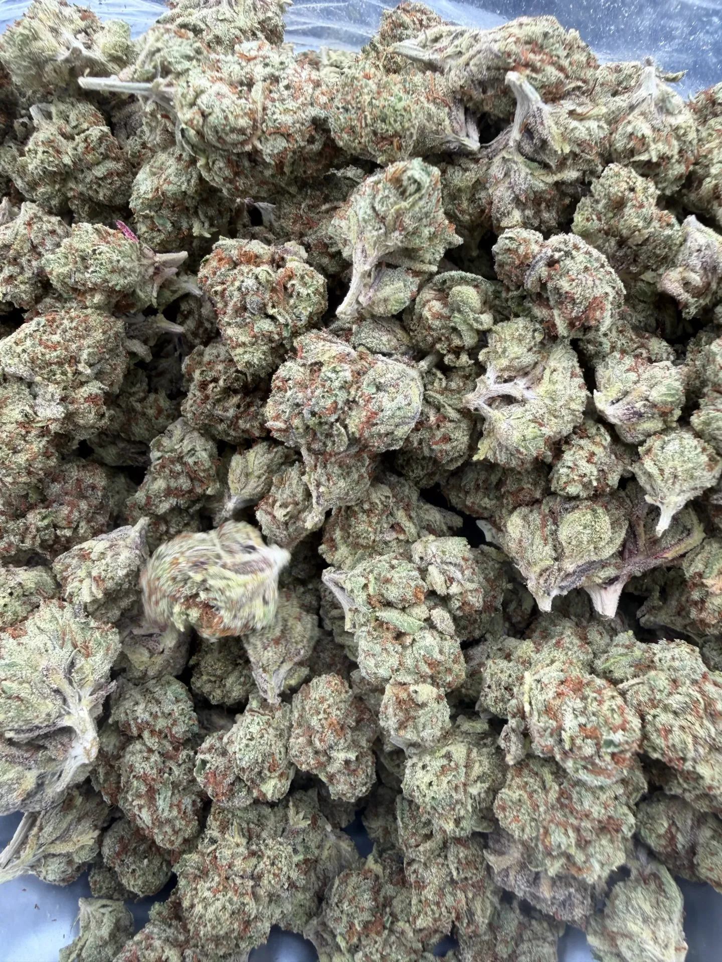 Pinyatiizz  (hybrid)