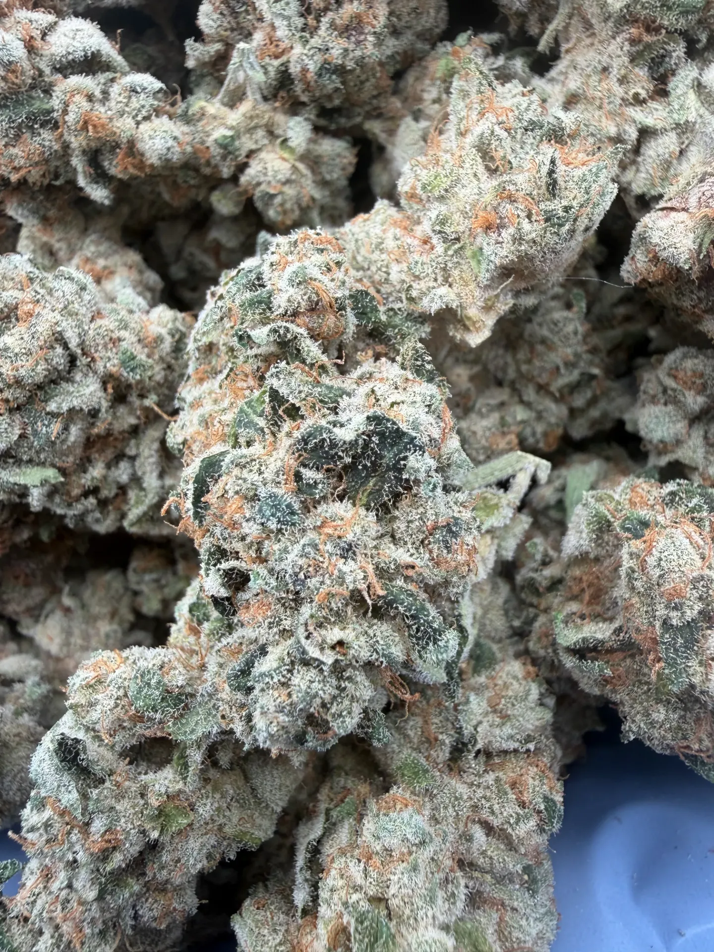 Sherbtang  ( Hybrid Indica Leaning)   Top Shelf (1/8 Ounce (3.5g))